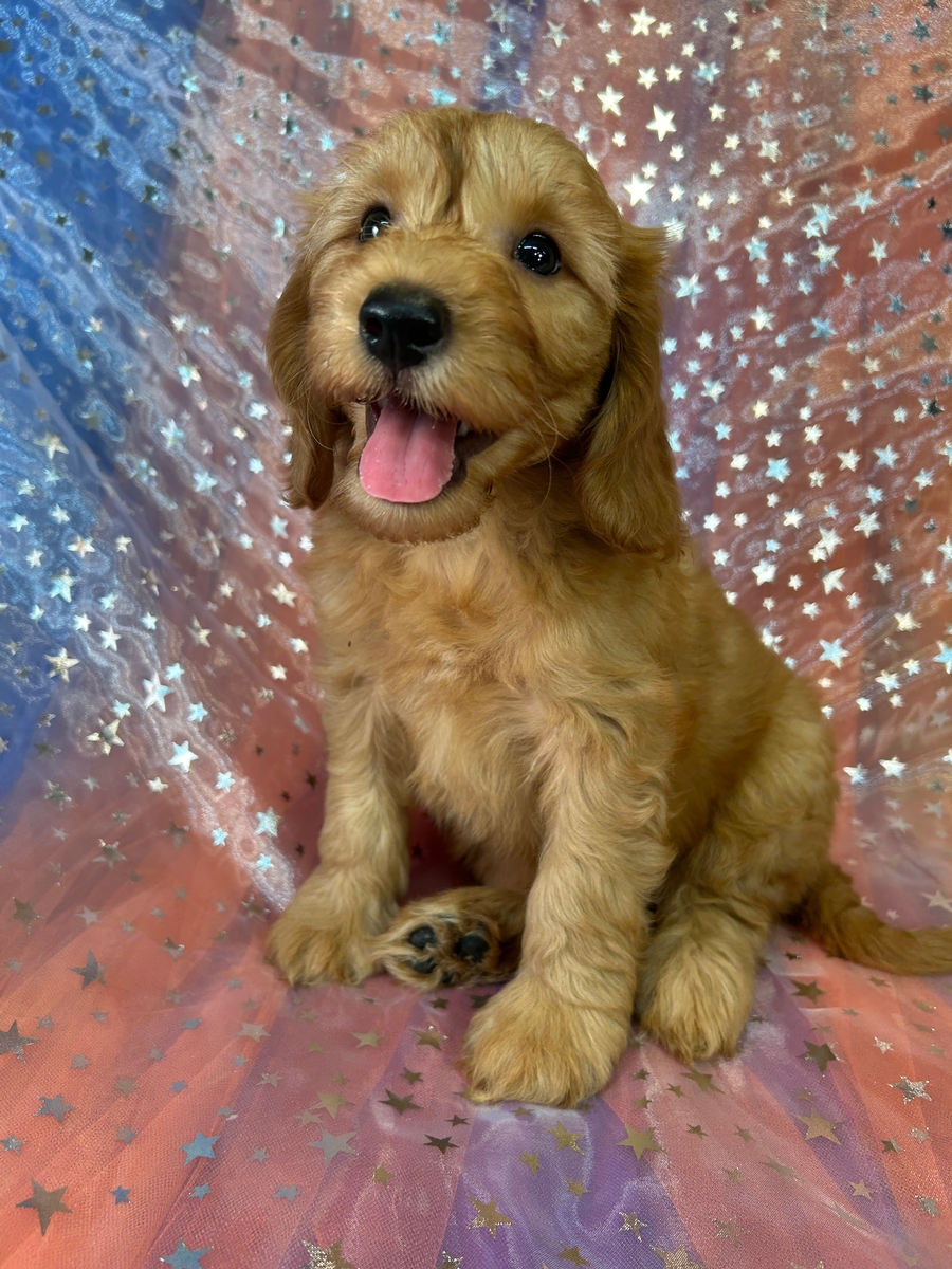 Mini Goldendoodle Male for Sale DOB 4-22-2025 $1200